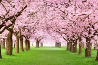 Admar de Carvalho Martins