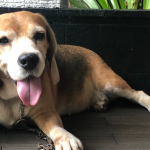 Jonatas Lucena analisa como o caso do cachorro Orelha revela a impunidade do Estado e o crescimento da criminalidade no Brasil.