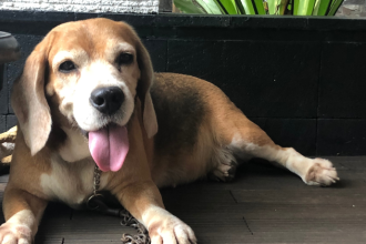 Jonatas Lucena analisa como o caso do cachorro Orelha revela a impunidade do Estado e o crescimento da criminalidade no Brasil.