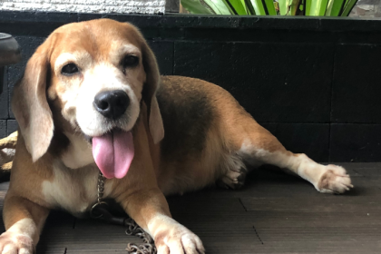 Jonatas Lucena analisa como o caso do cachorro Orelha revela a impunidade do Estado e o crescimento da criminalidade no Brasil.