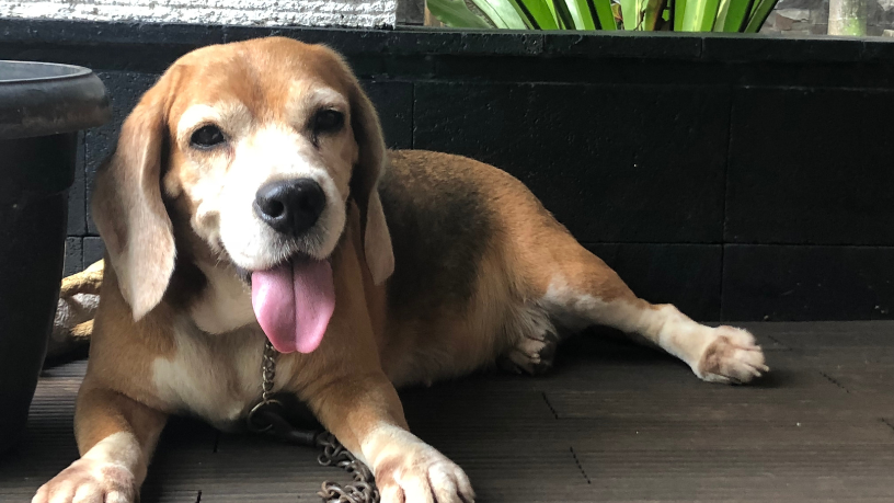 Jonatas Lucena analisa como o caso do cachorro Orelha revela a impunidade do Estado e o crescimento da criminalidade no Brasil.